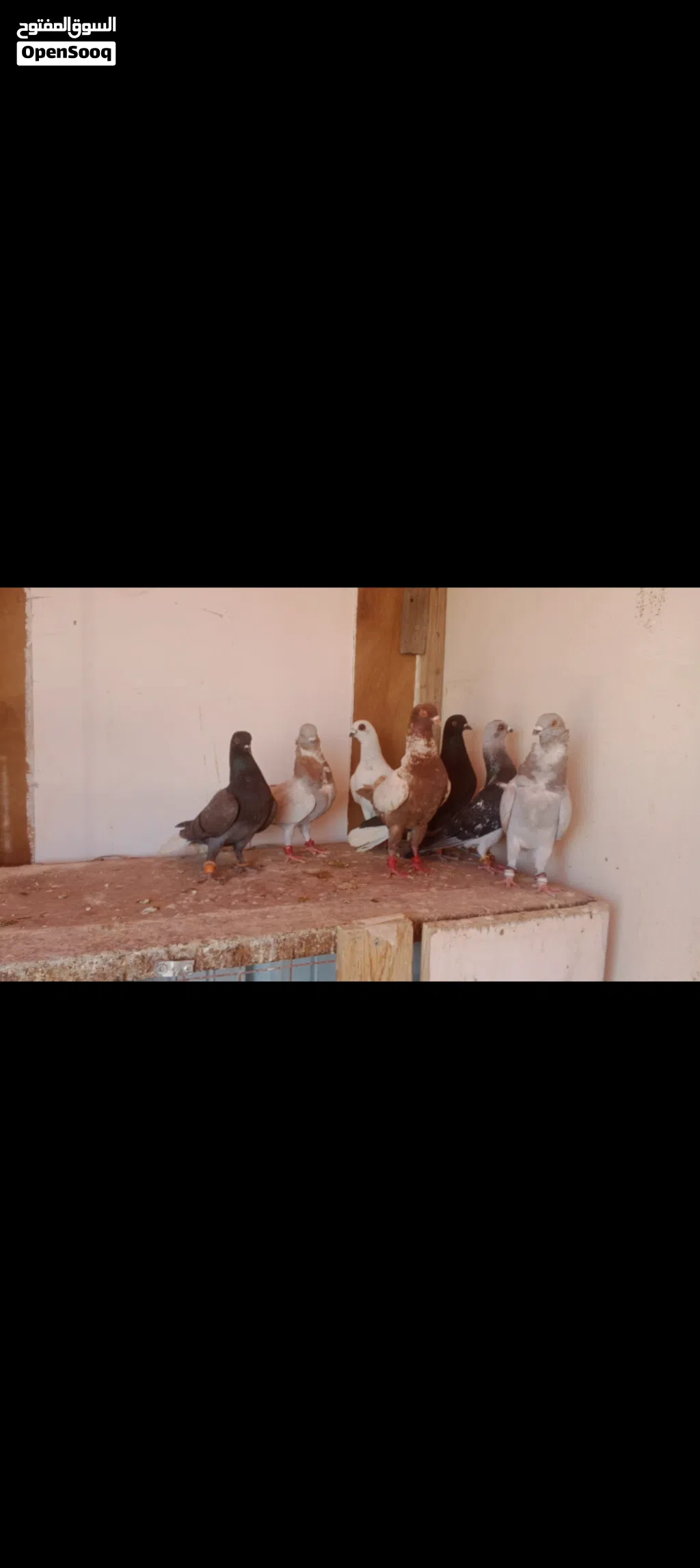 فراخ ومخاليف