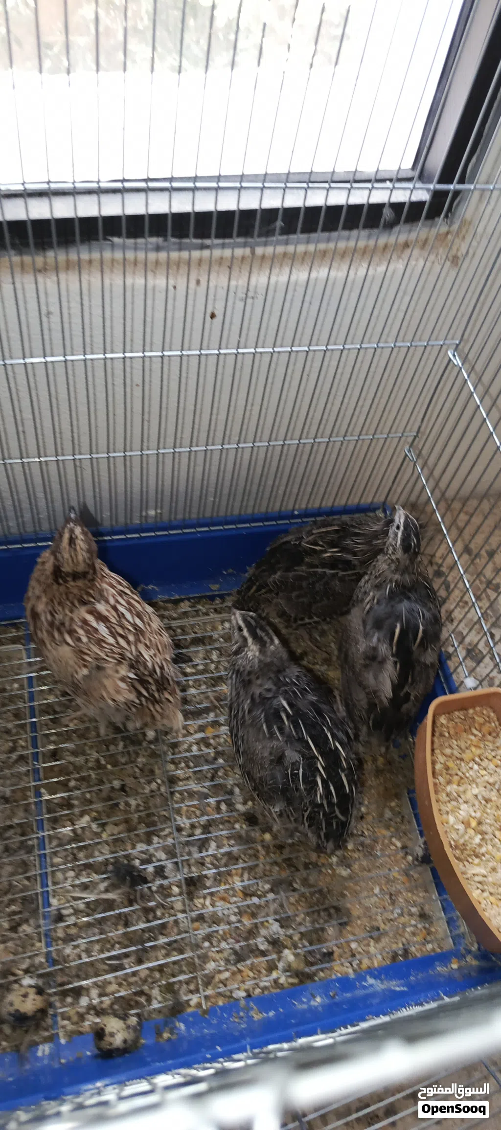 4 quails (adult)