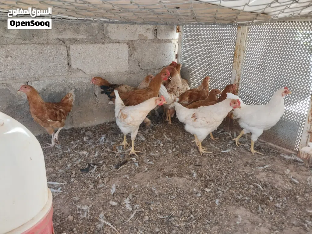 دجاج بلدي ولوهمان