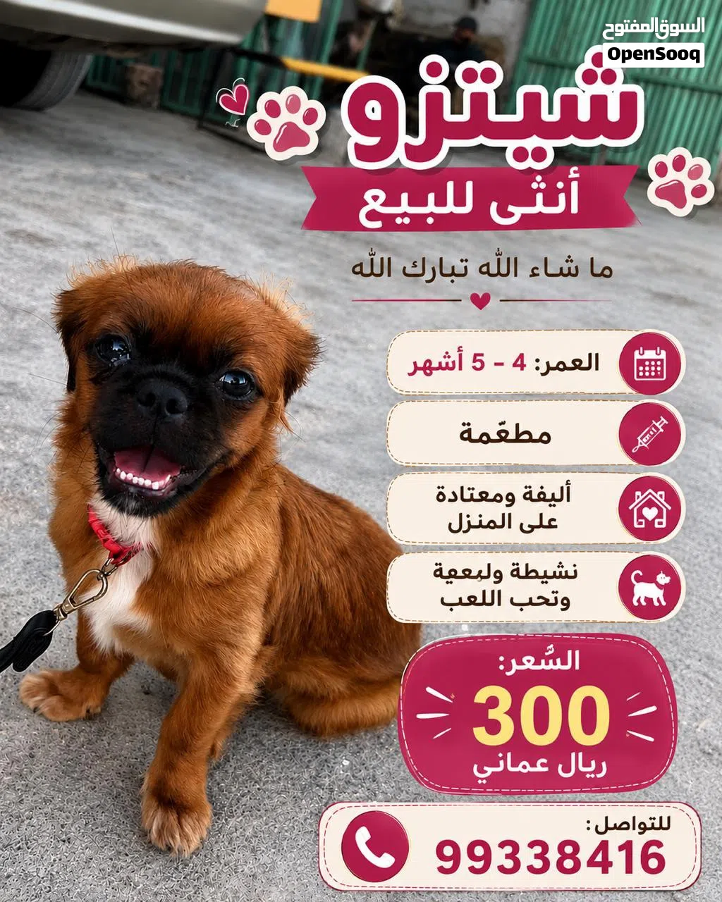 كلب شيتزو انثى
