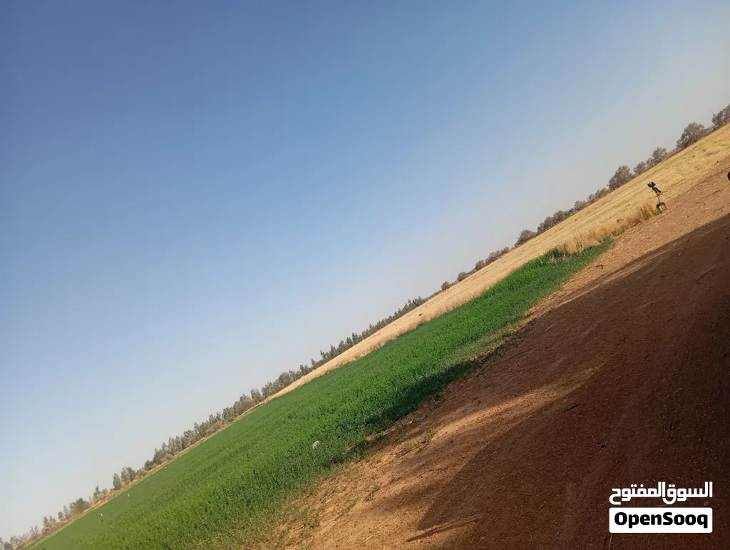 مطلوب كمبيو اوريون 2008