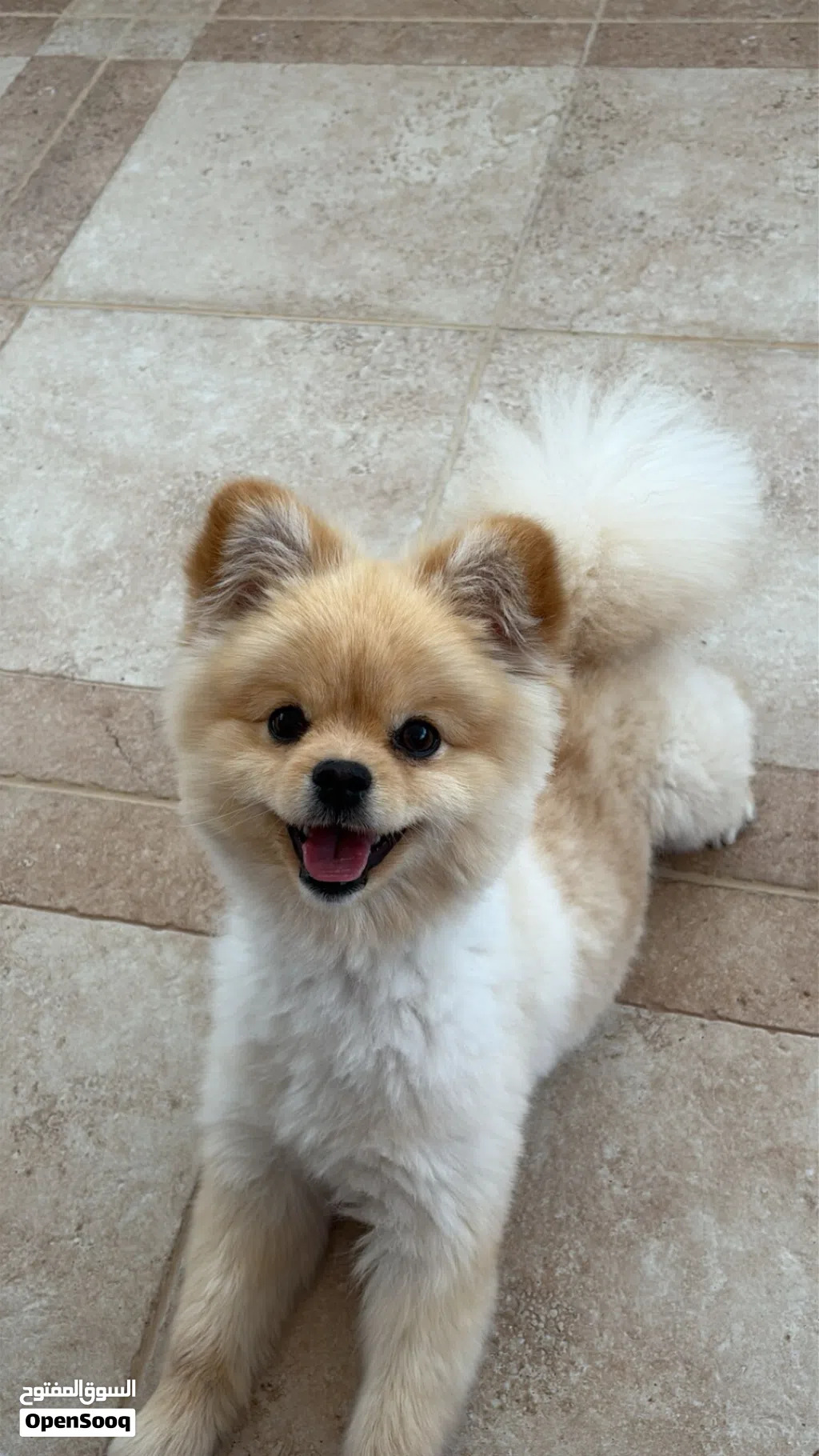 pomeranian puppy