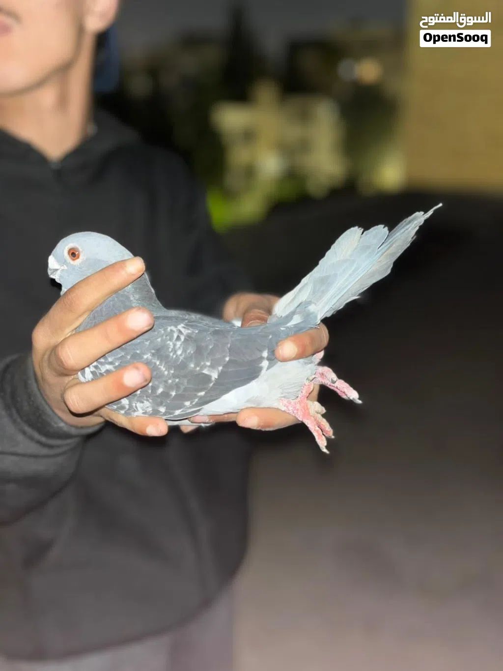ثلاثة طيور