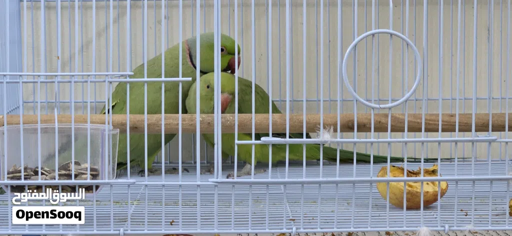Ring neck parrots