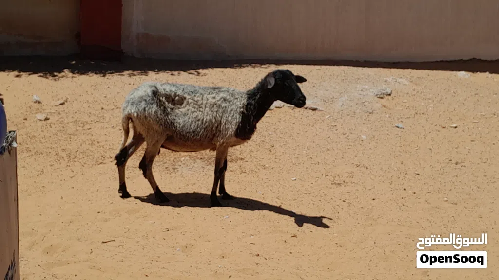 نعجه وطنيه الله يبارك عشره بادن الله ضرعها سليم سليمه من الامراض سنها تاني جمع سنون صحاح..