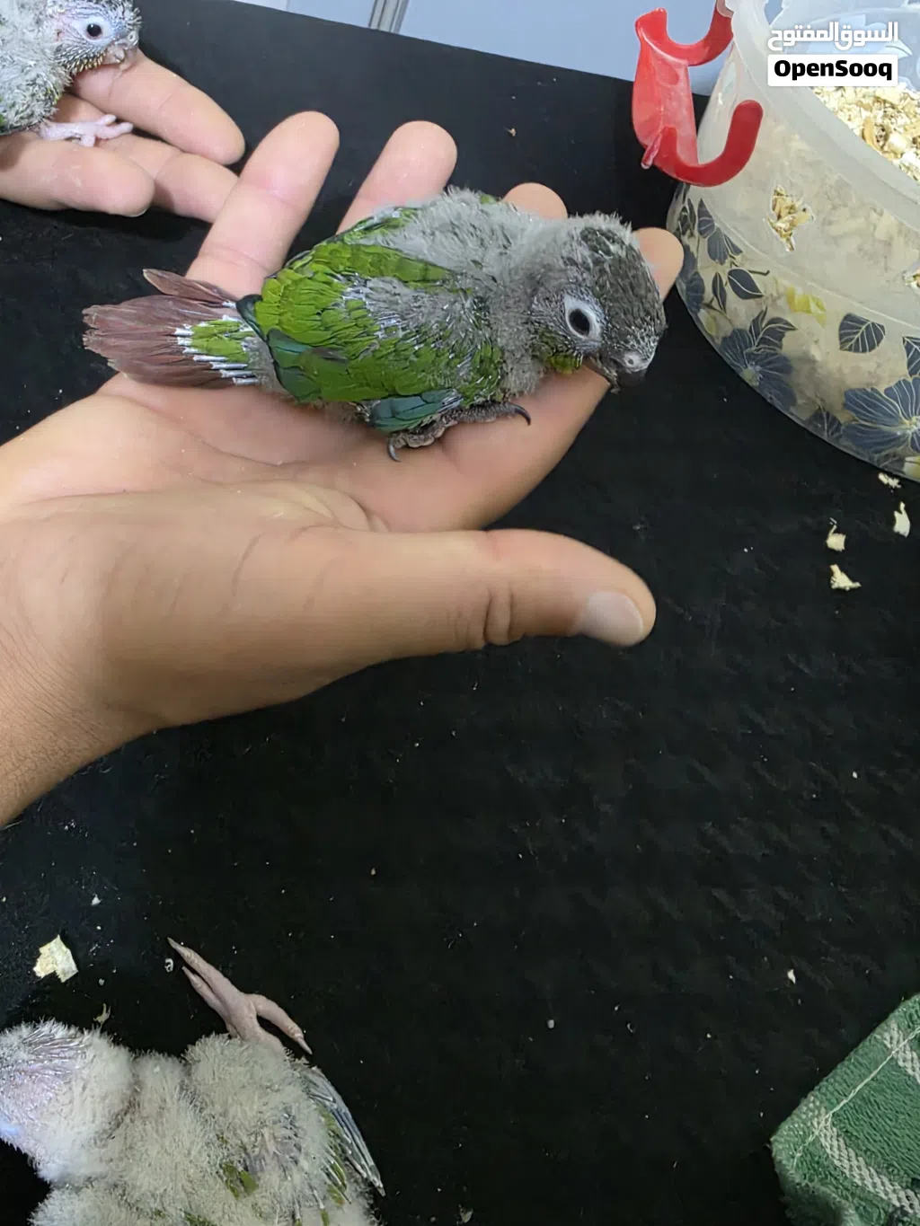 افراخ كنيور زق