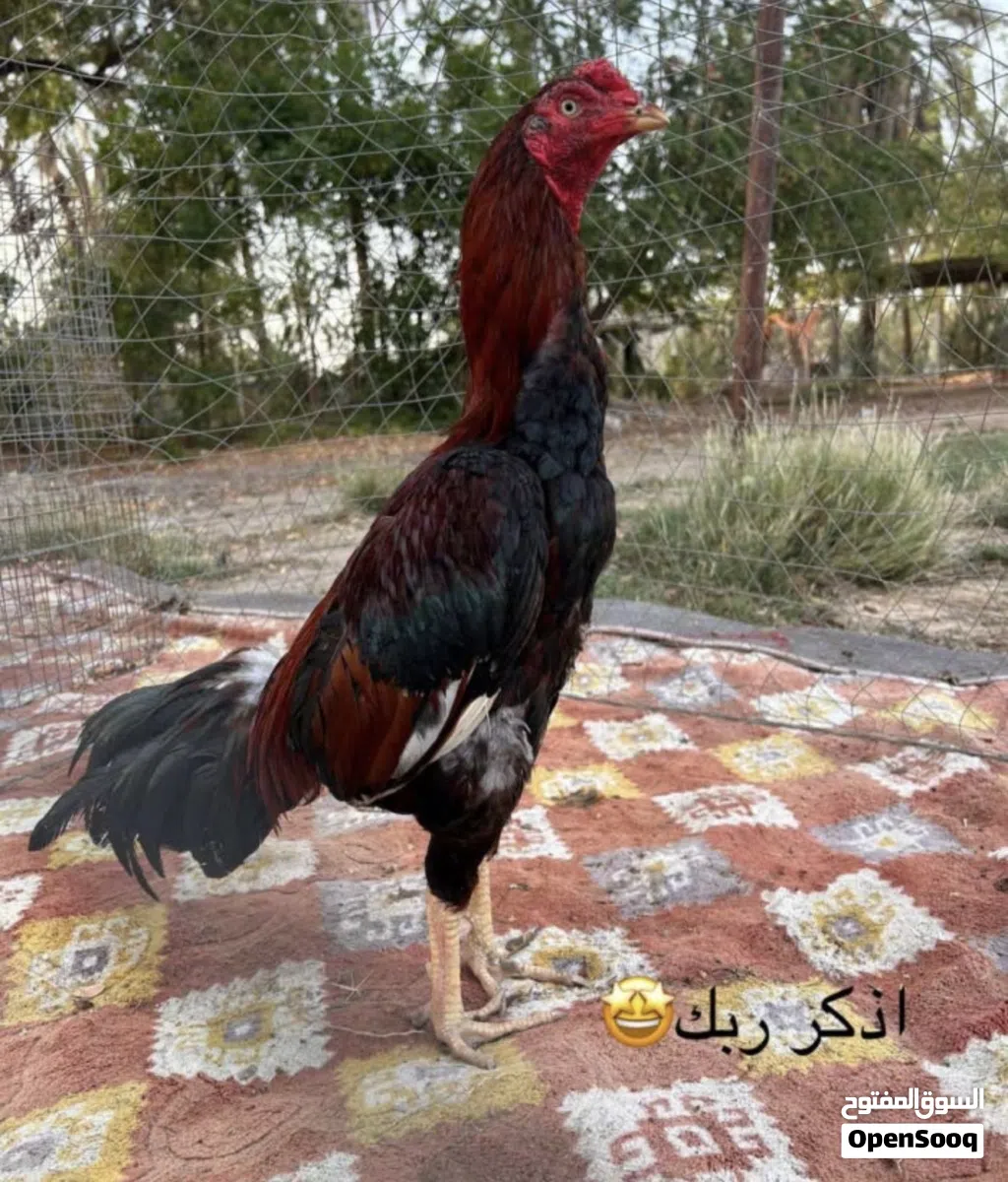 طير للبيع بتشو