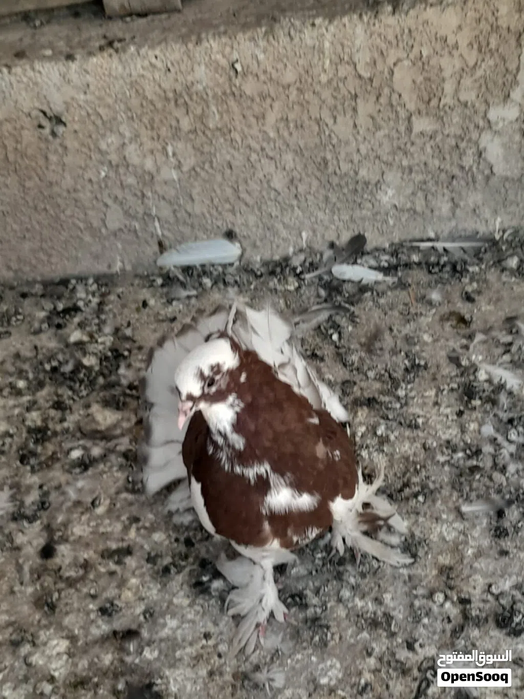 حمام هنادي للبيع زوج بـ10 وبيهن مجال