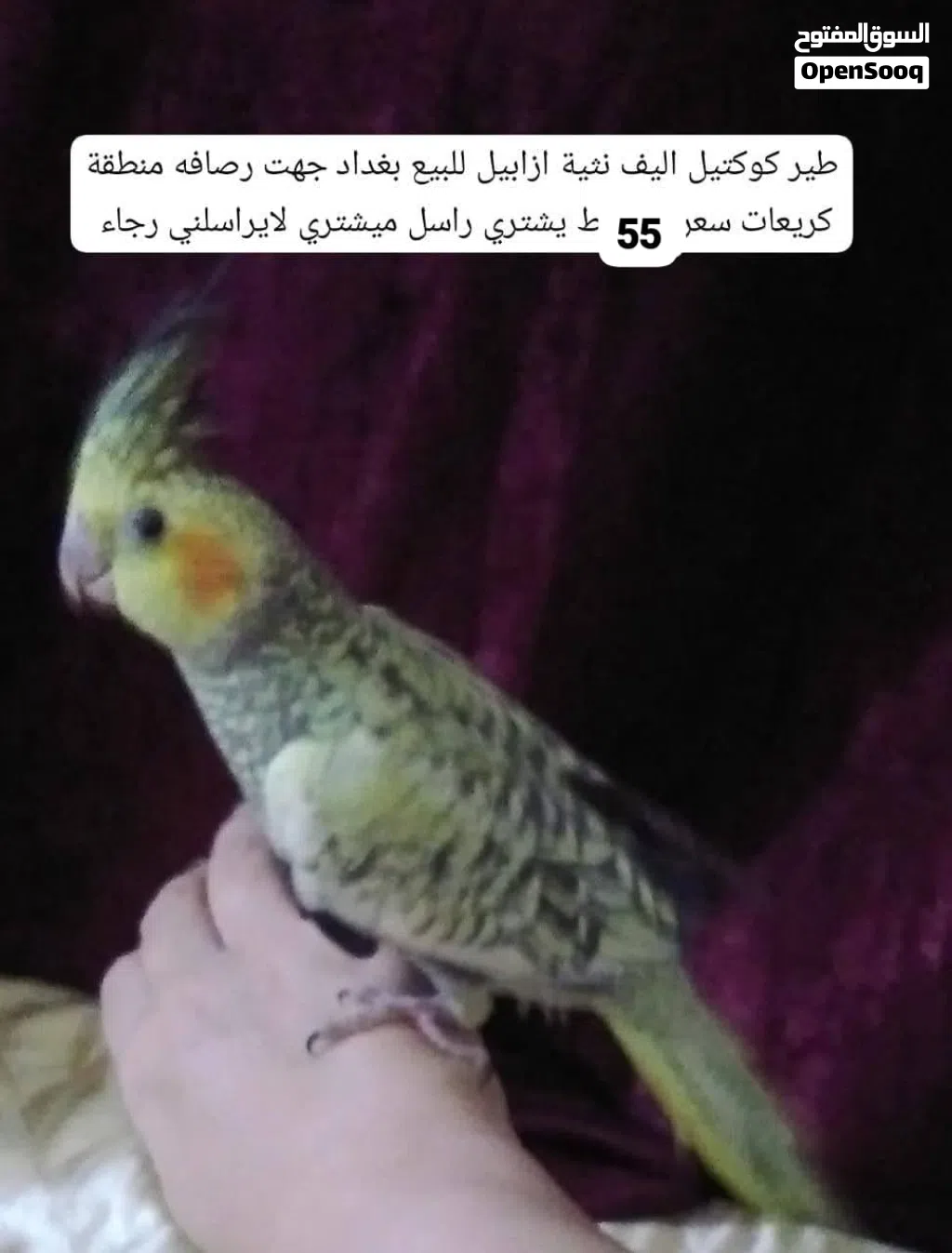 نثيه ازابيل جاهزه تزاوج تفاصيل داخل صورة اليفه توصيل ماعندي بيع بغداد جهة رصافه منطقة كريعات سعر 55