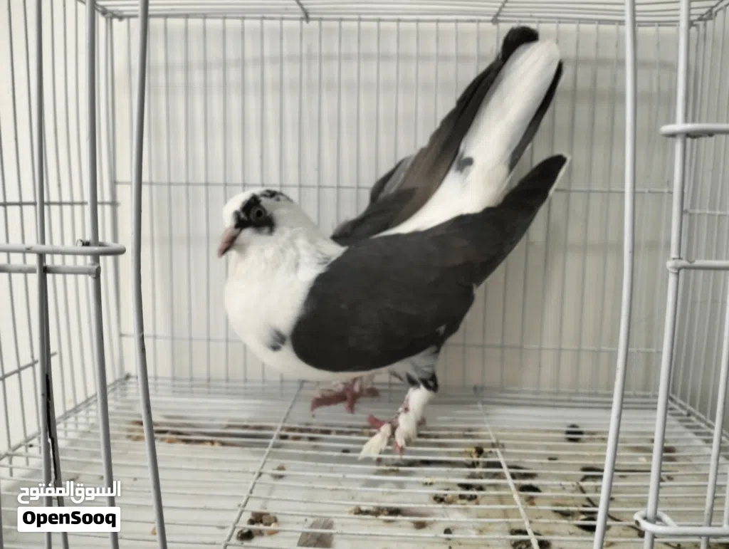 حمام عاديات للبيع