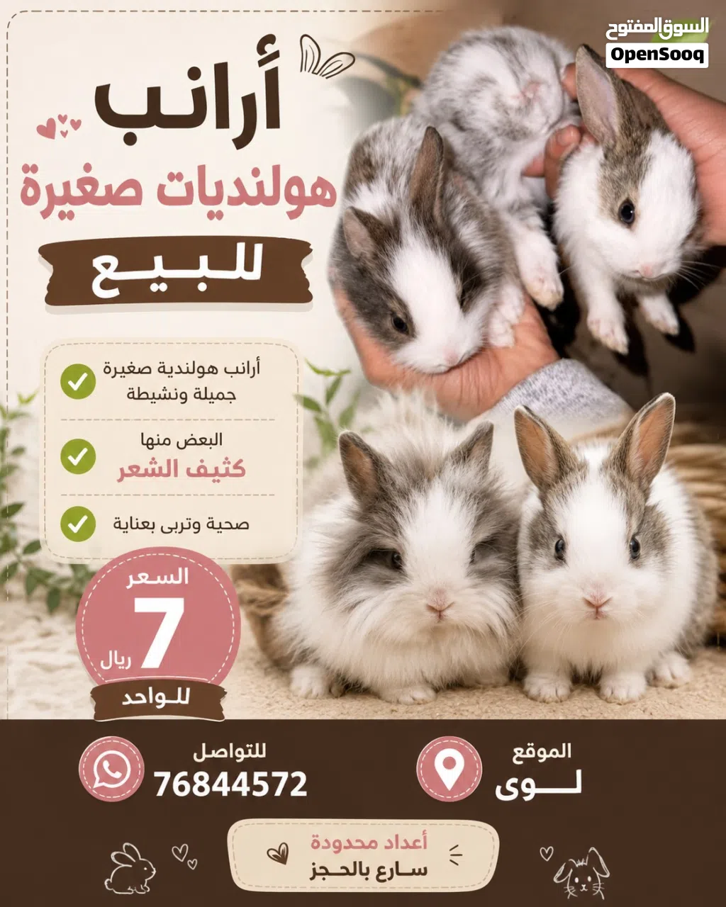 ارانب هولنديات صغار