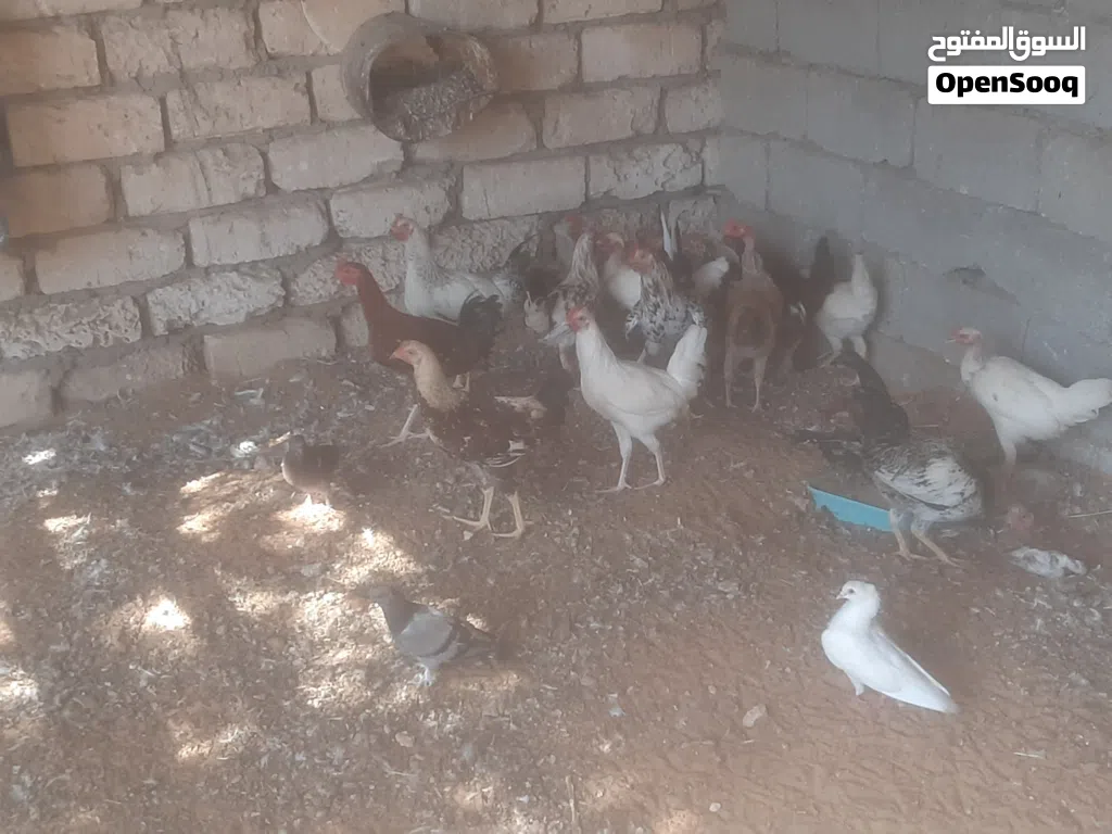 أفراريج عربيه البيع علي الهتف