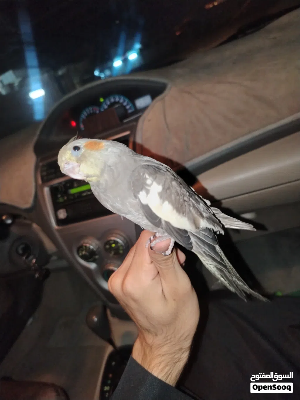 بغبغاء كوكتيل كروان للبيع الوصف مهم