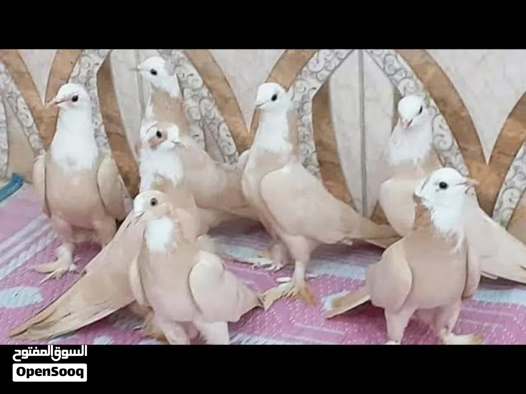 مطلوب زوج نثايه صفر بغداديات