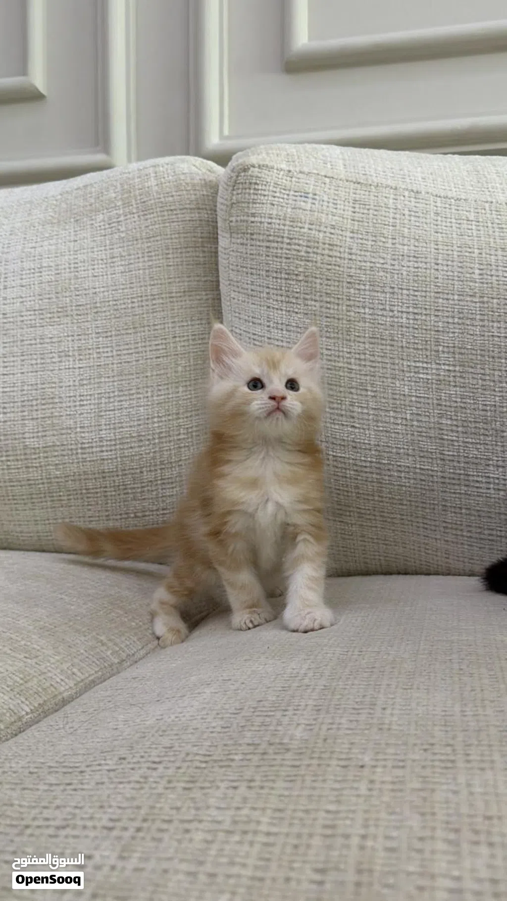 ماين كون Mainecoon