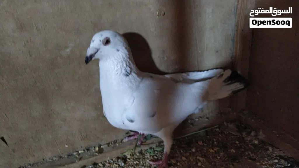 زوز كوبيات زاجل مدحيات