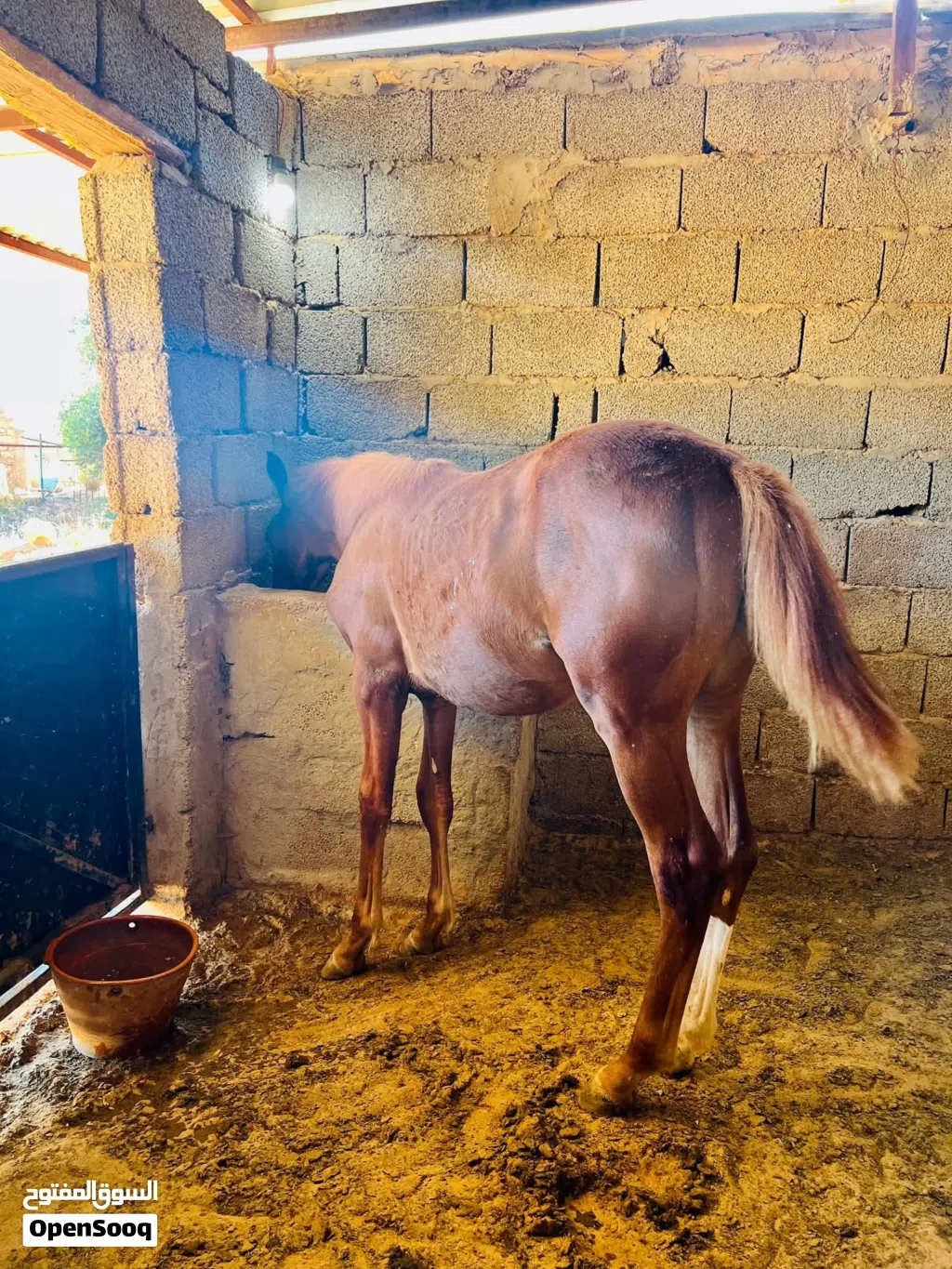 فلوة شقراء