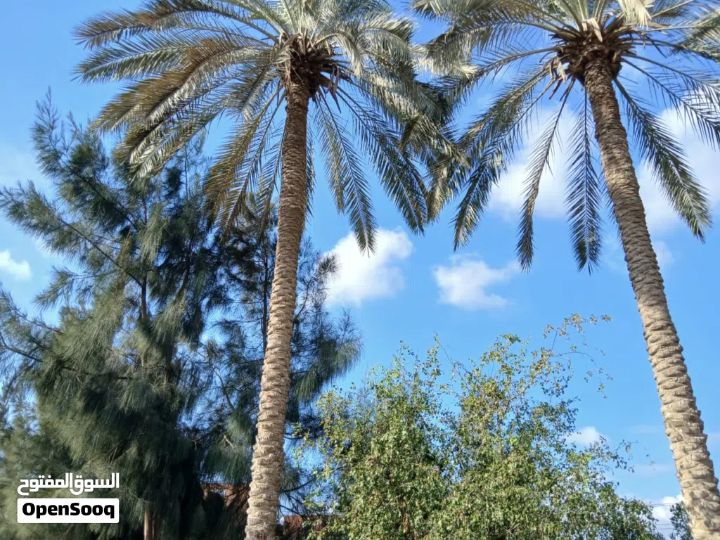 مزارع للبيع في مصر طريق مصر اسكندريه الصحراوي