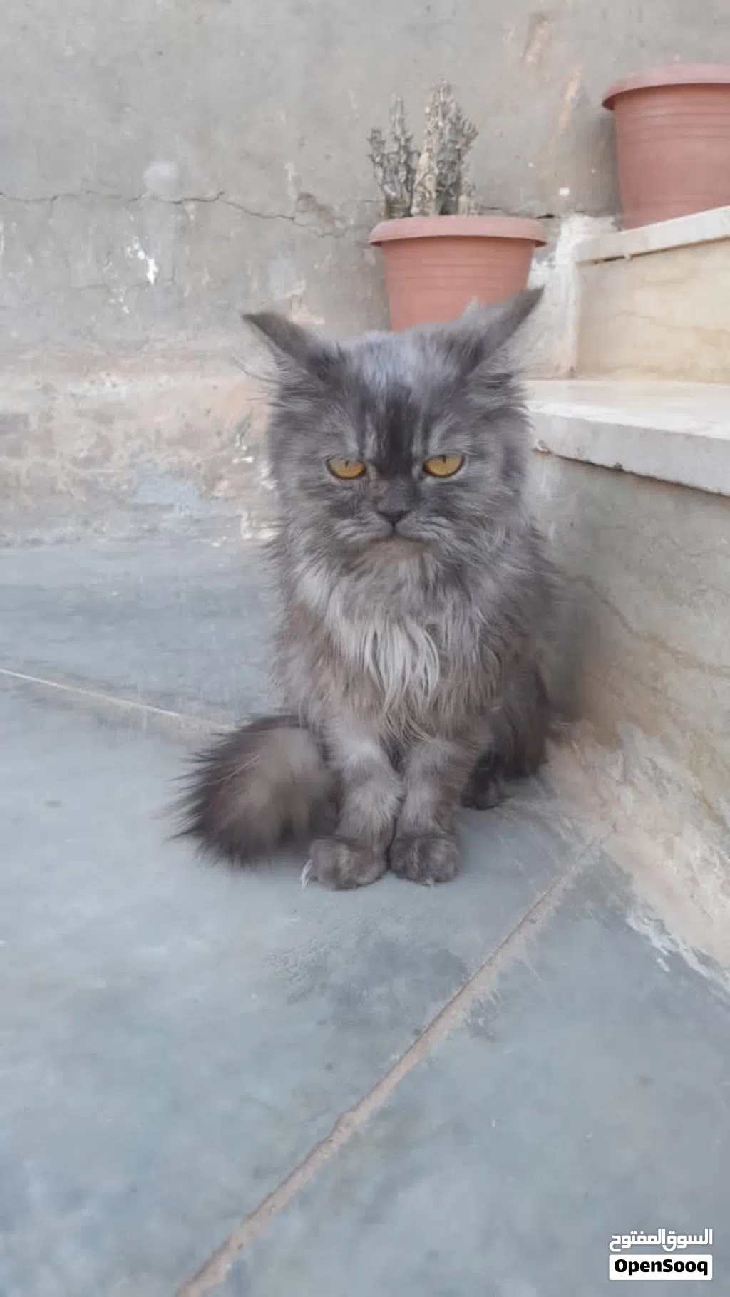 قطوسه شيرازي انتى