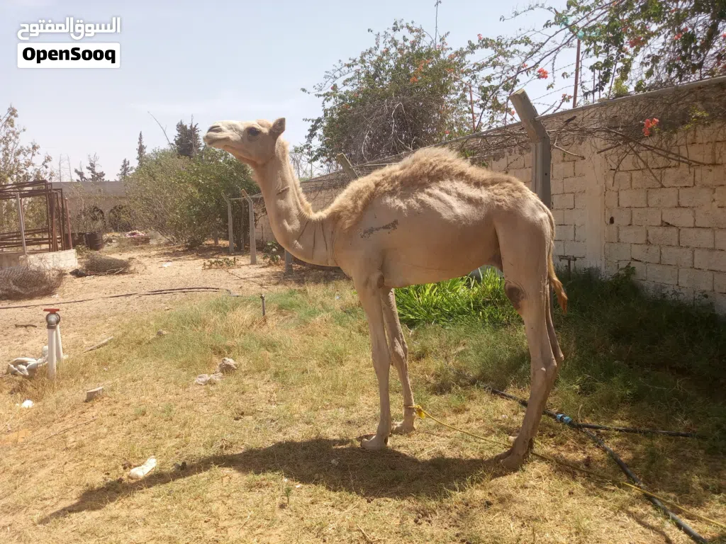 حوار صغير الله ايبارك