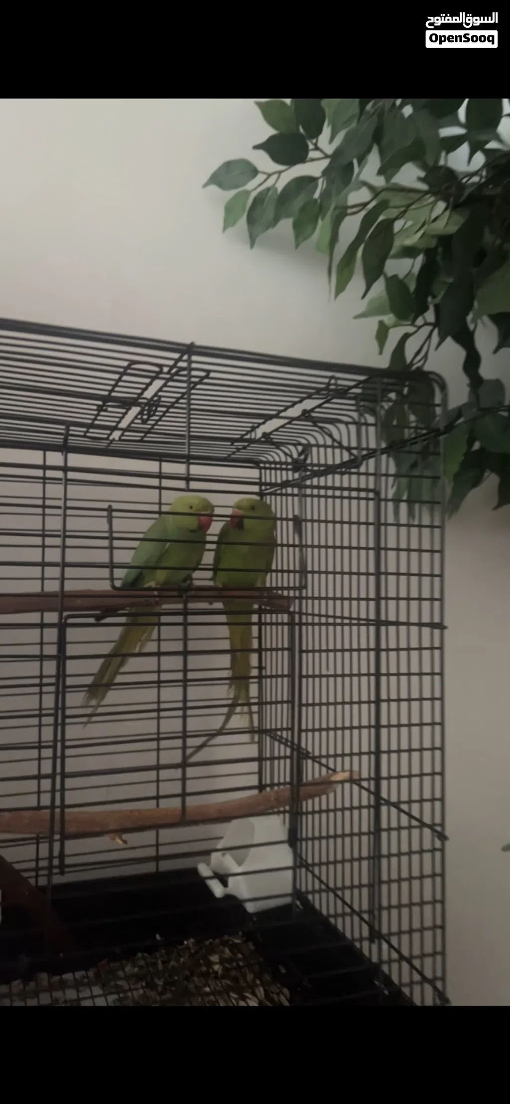 2 indian green ringneck parrots with cage