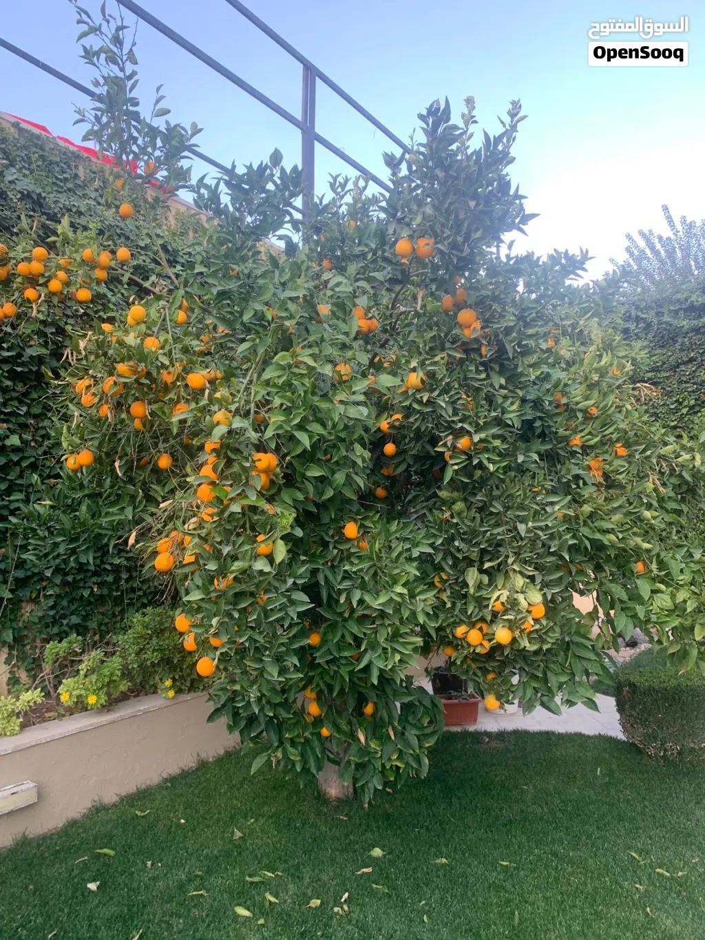 فيلا و قصر للإيجار في دابوق ( Property 48382 )-164938