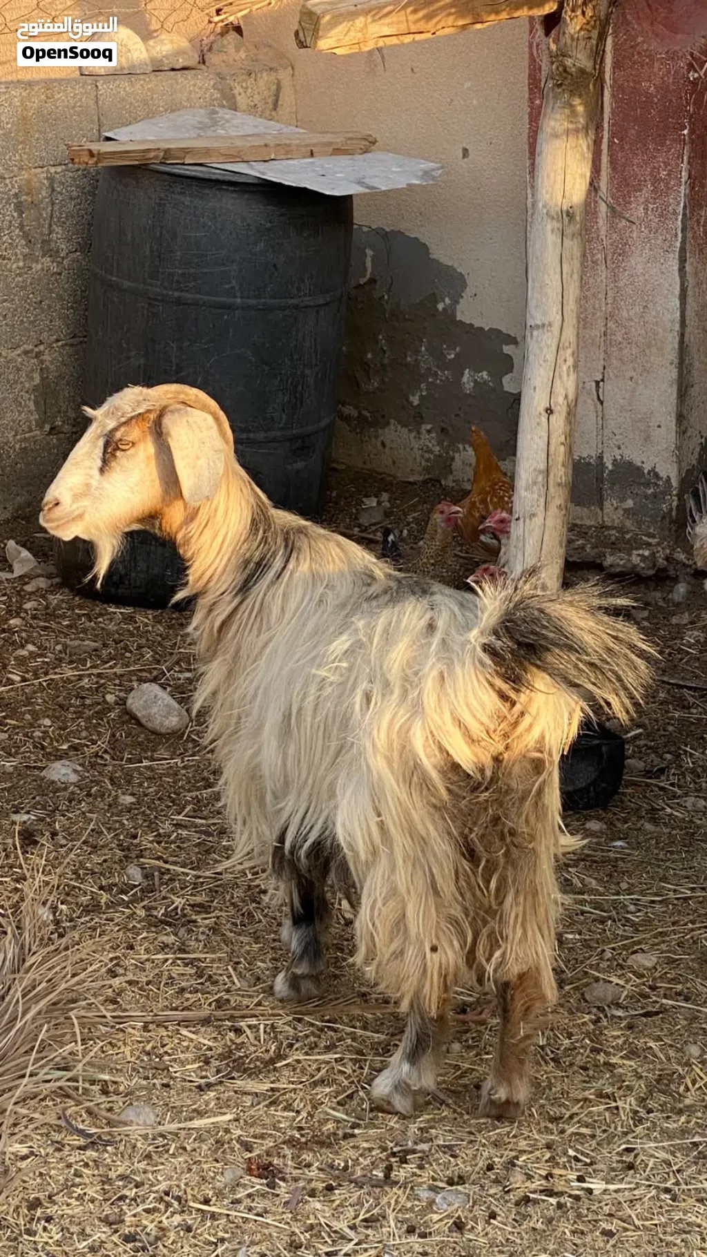 شاه سمينه لي يبا حال تربيه