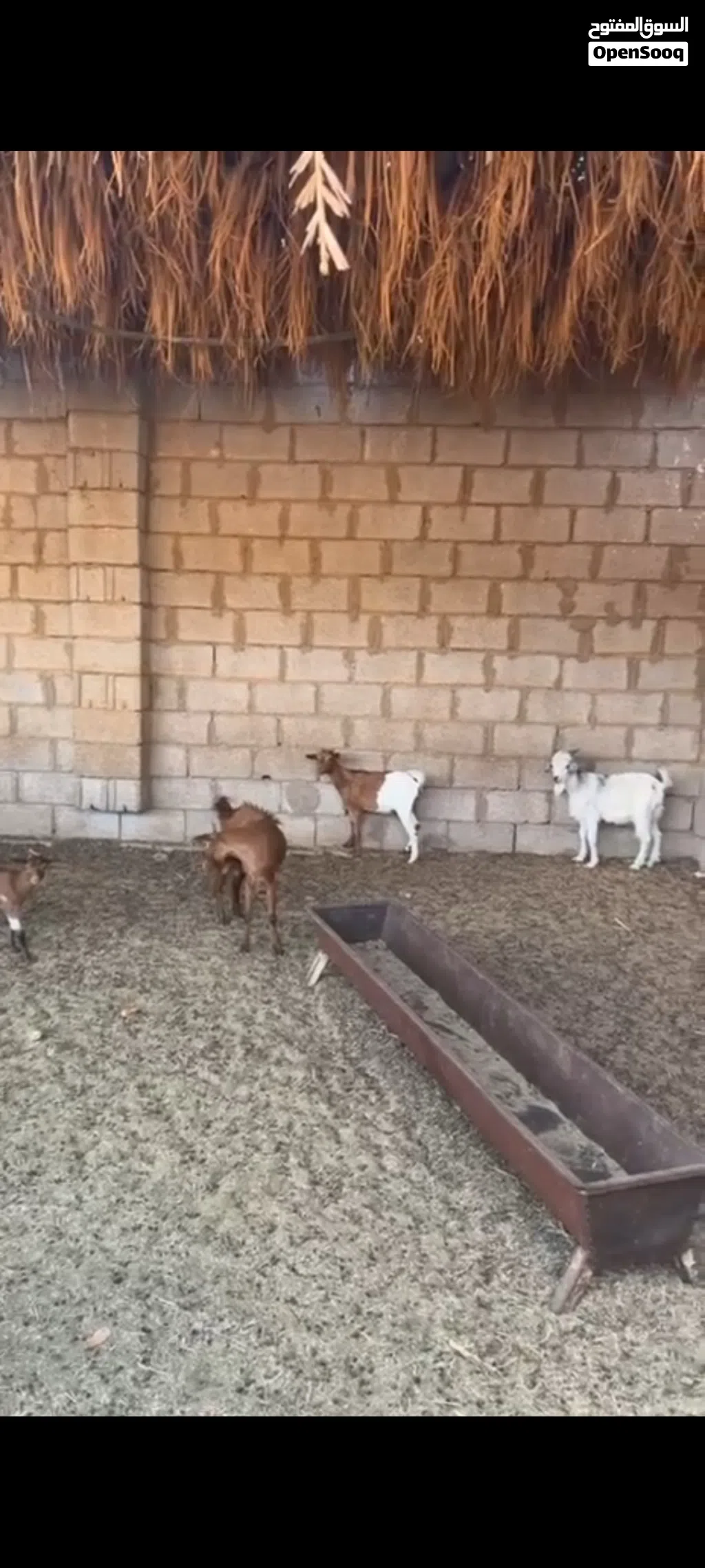 معيز كردي البيع المكان سبها