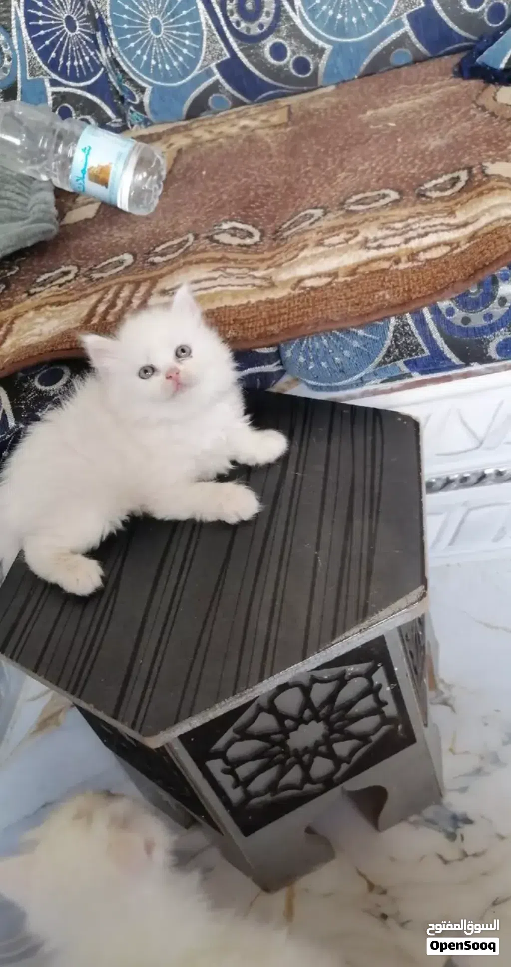 متوفر قطط شيرازي
