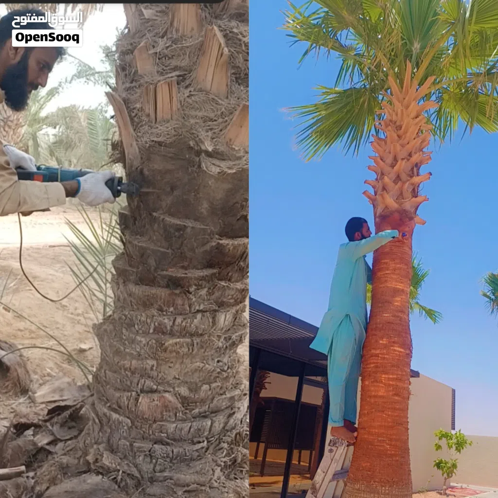 انا شغل نخل اذا في انت اي شغل نخل كلم انا شكرا