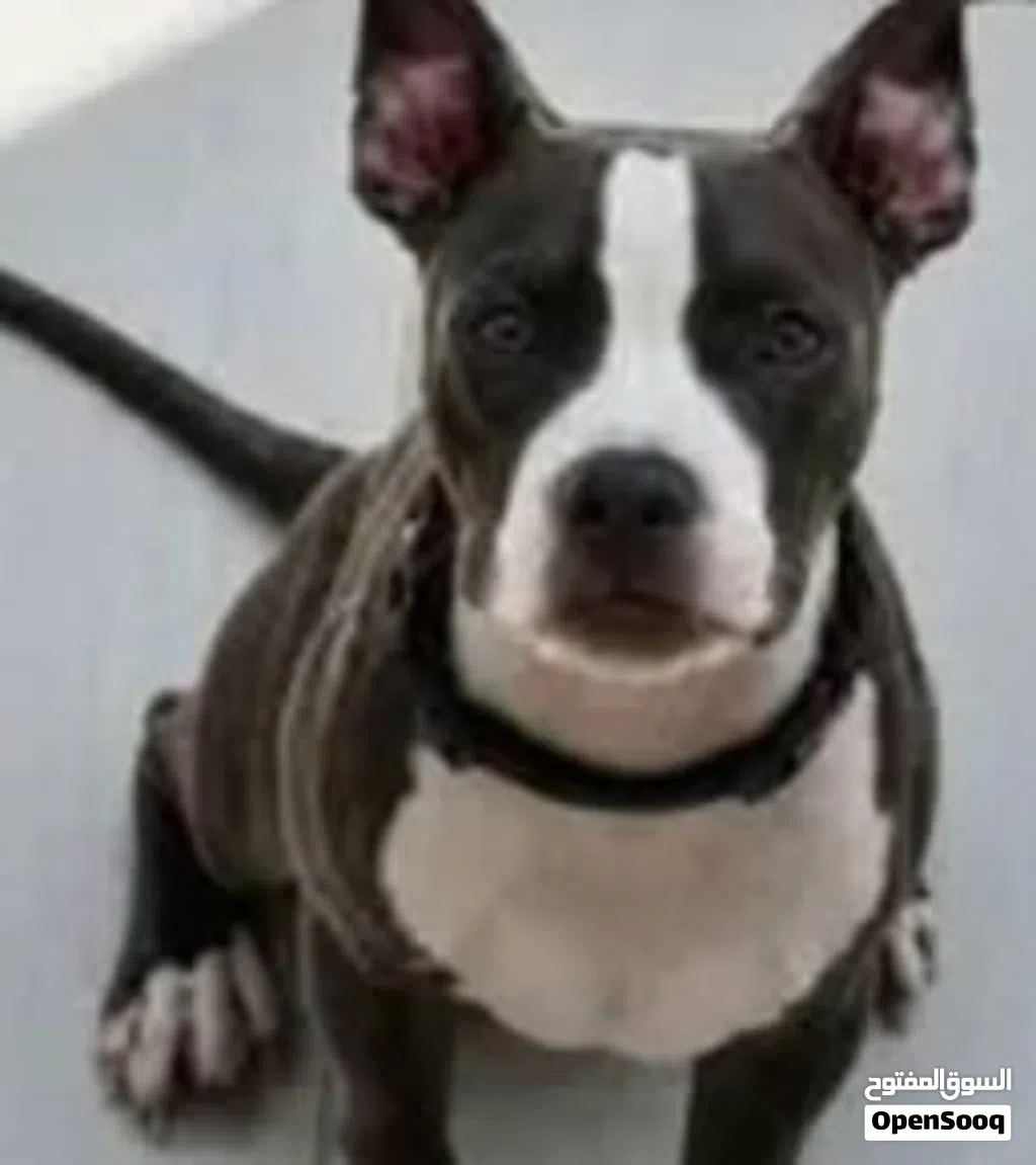 i have dog amircan bittpull i wont sell