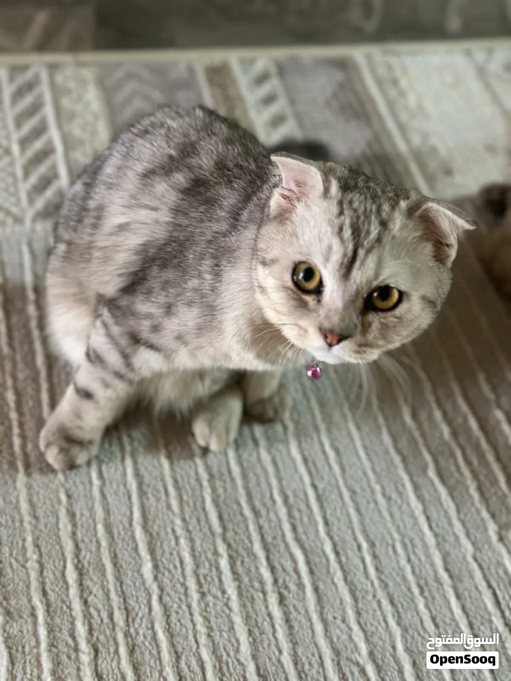 سكوتش فولد تابي