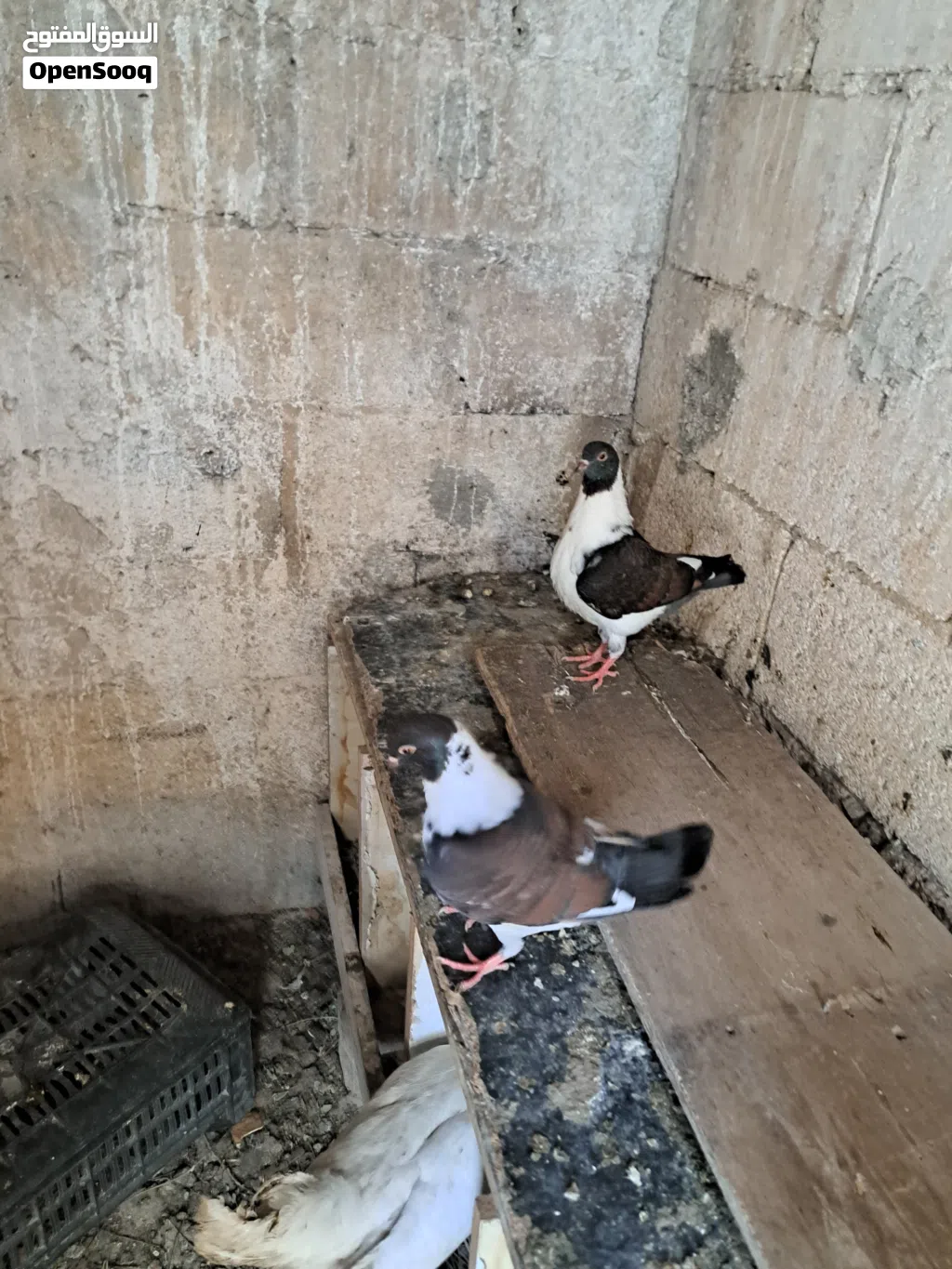 جوز سيكيات للبيع وطيره نوريه