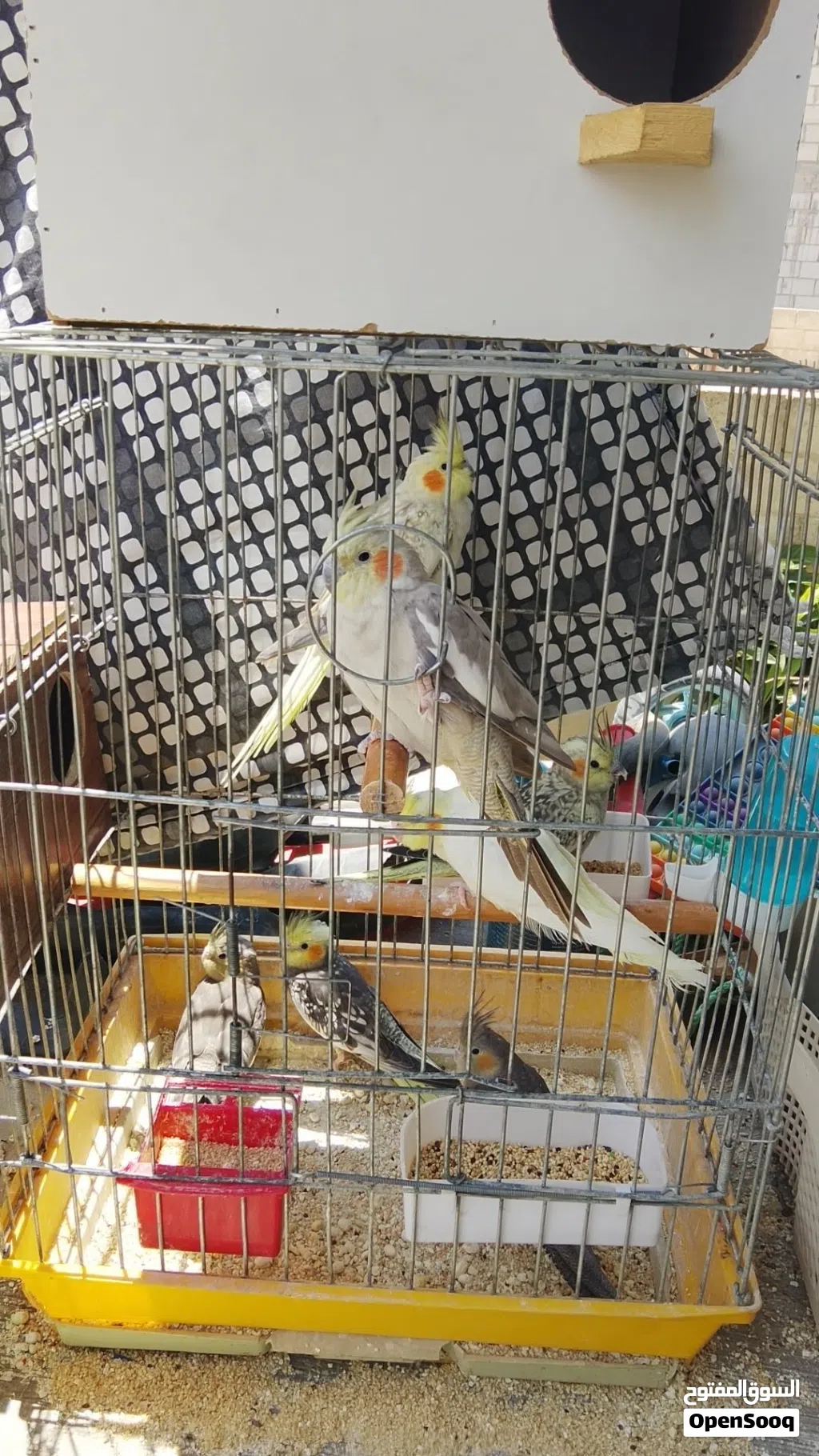 سبع حبات كوكتيل الكوم كله الحبه 17 دينار وإذا بالحبه الحبه 20 بدون قفص والله يبارك لصاحب النصيب في ا