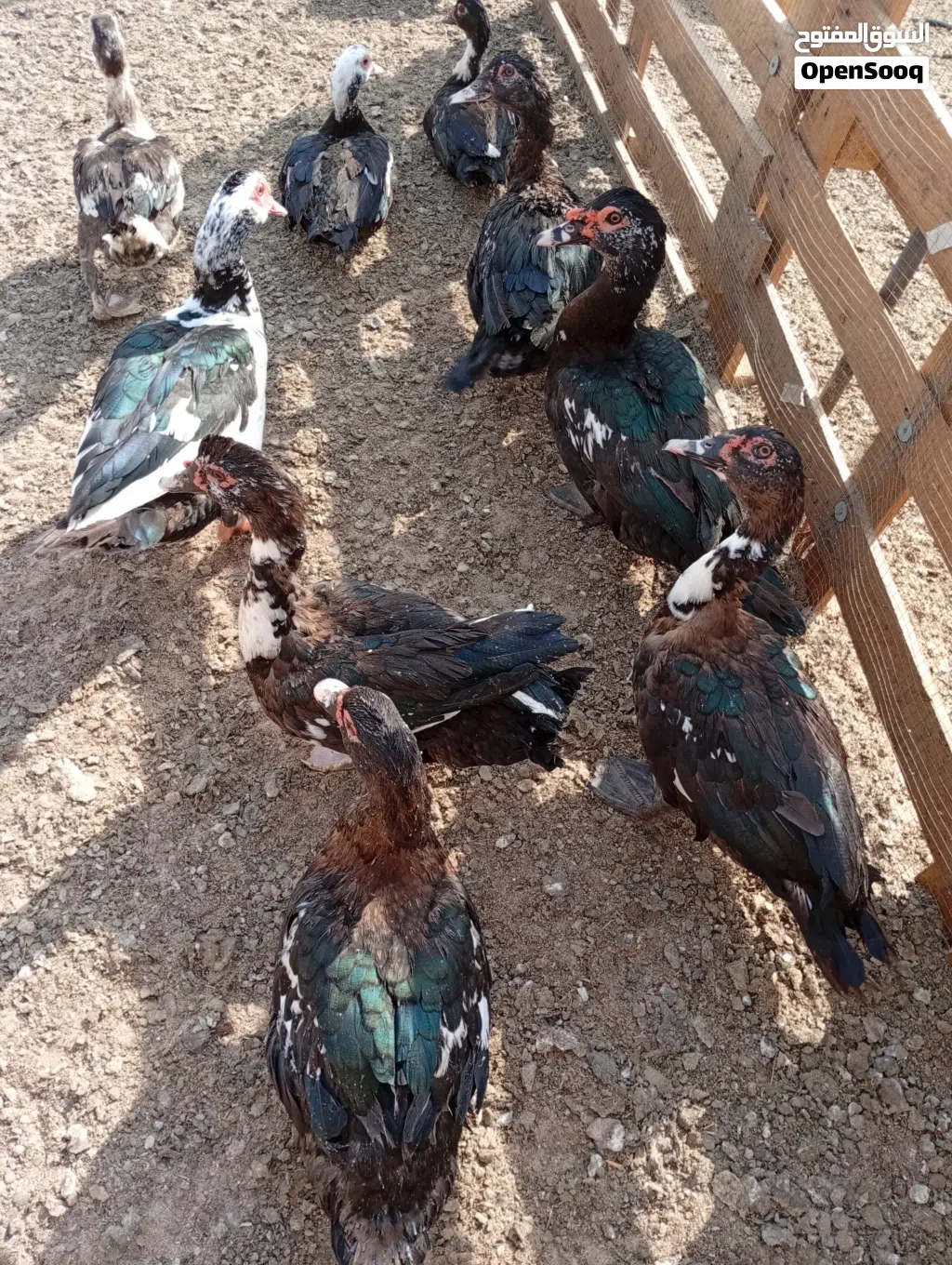 للبيع بط مصري
