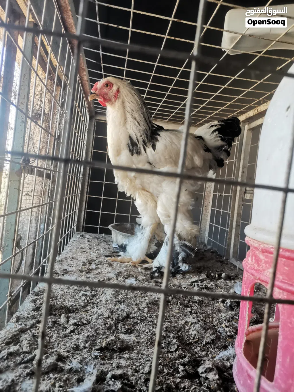 وز للبيع المفرق ثغره الجب