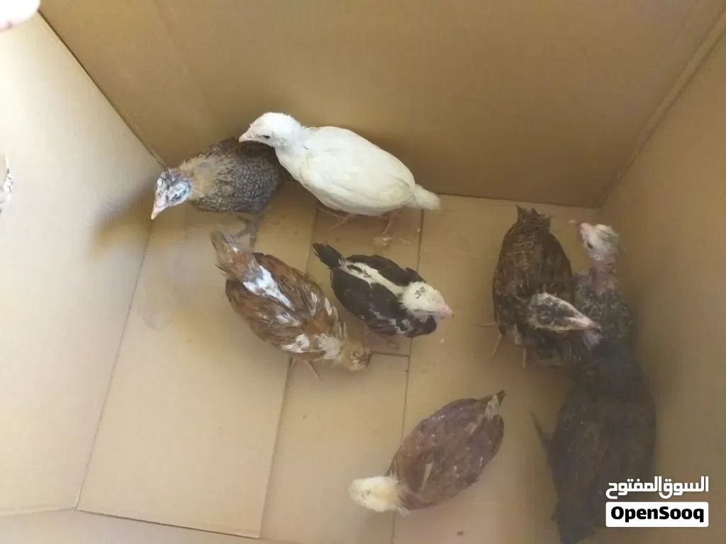 افراخ عرب اصلي العمر40الى50يوم العدد8كلهم دجاج بس ديج واحد سعرتك7,500عنواني شط العرب كباسي