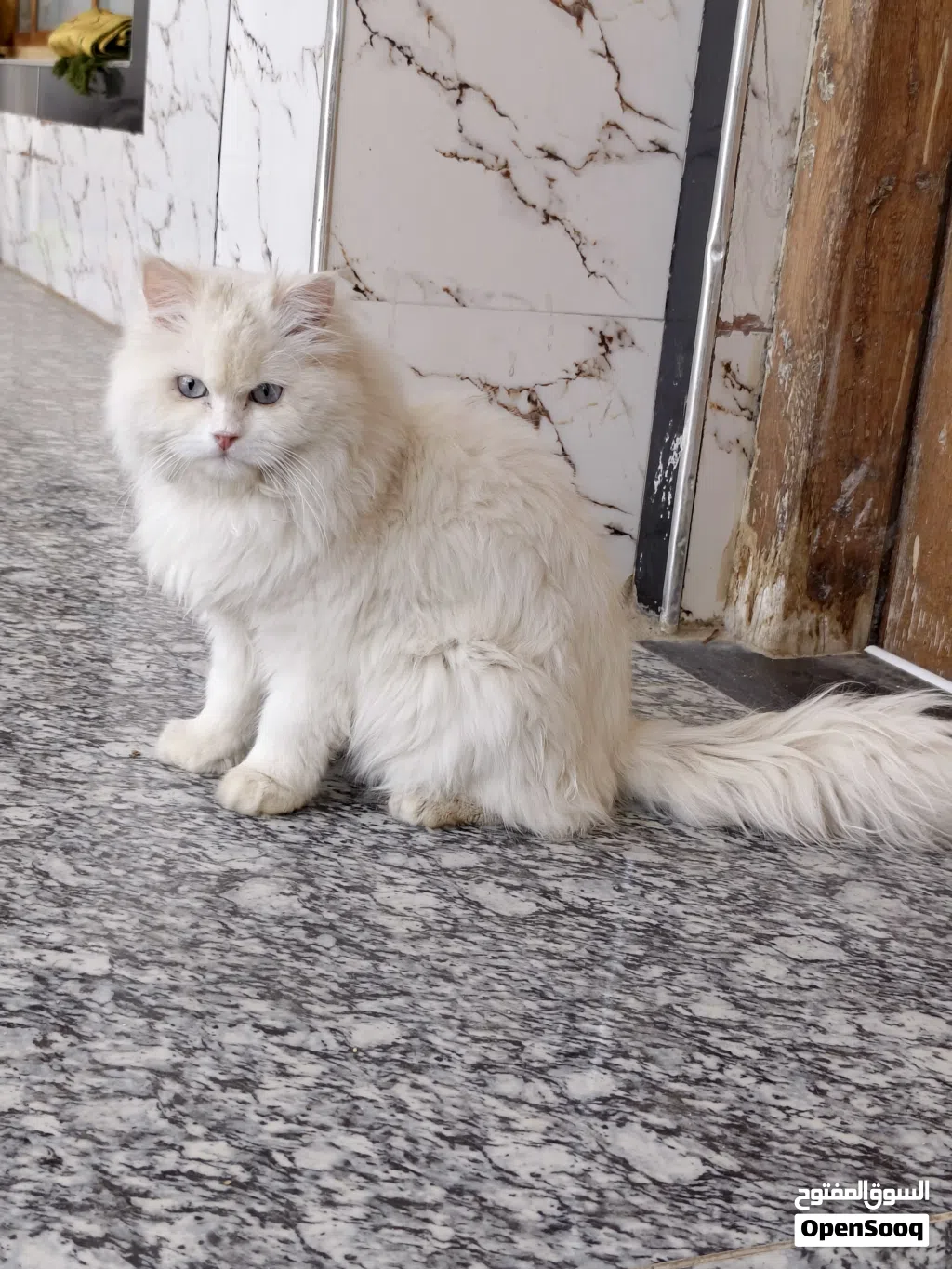 قطه للبيع...