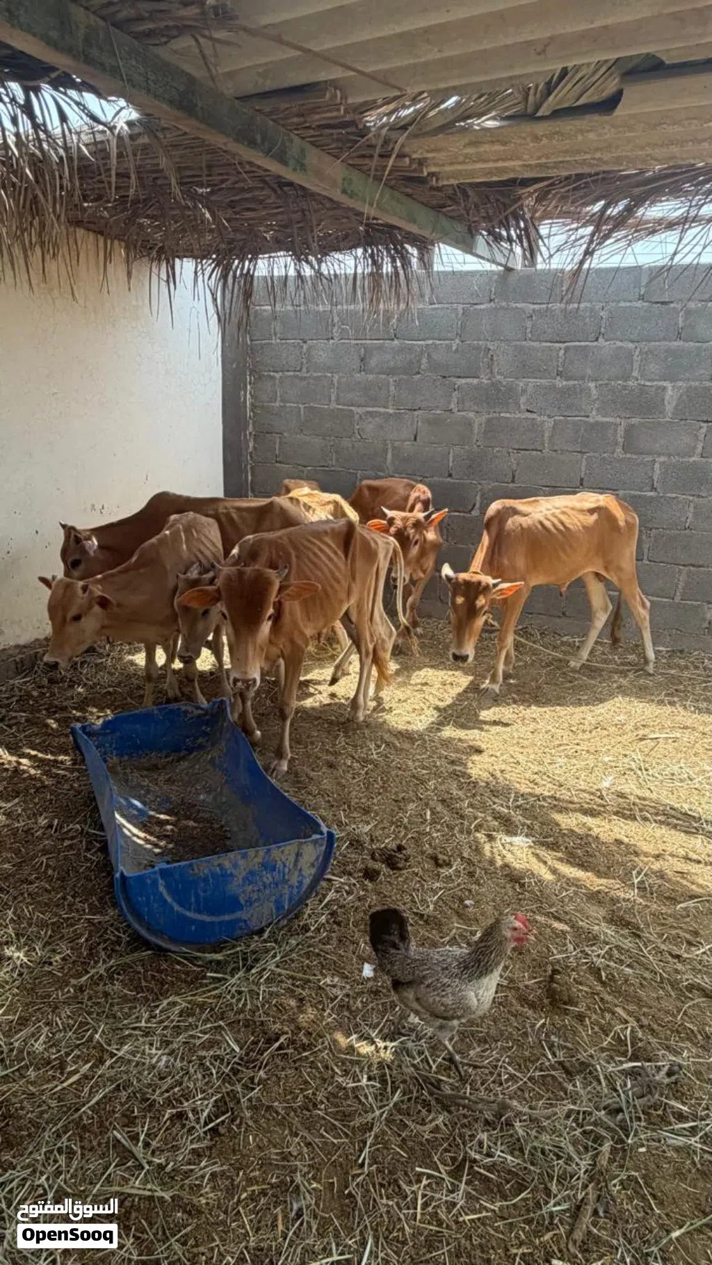 عجول سته وعجلتين محليات للبيع