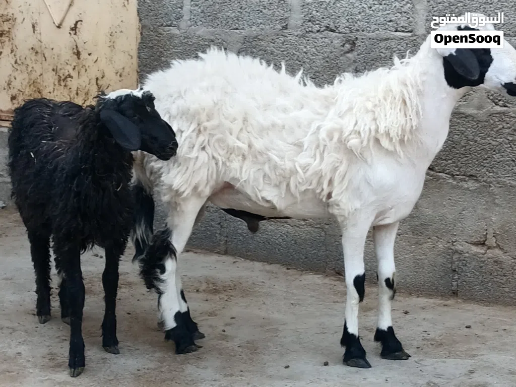 كبشان محليه ذبايح طيبه سمان فول