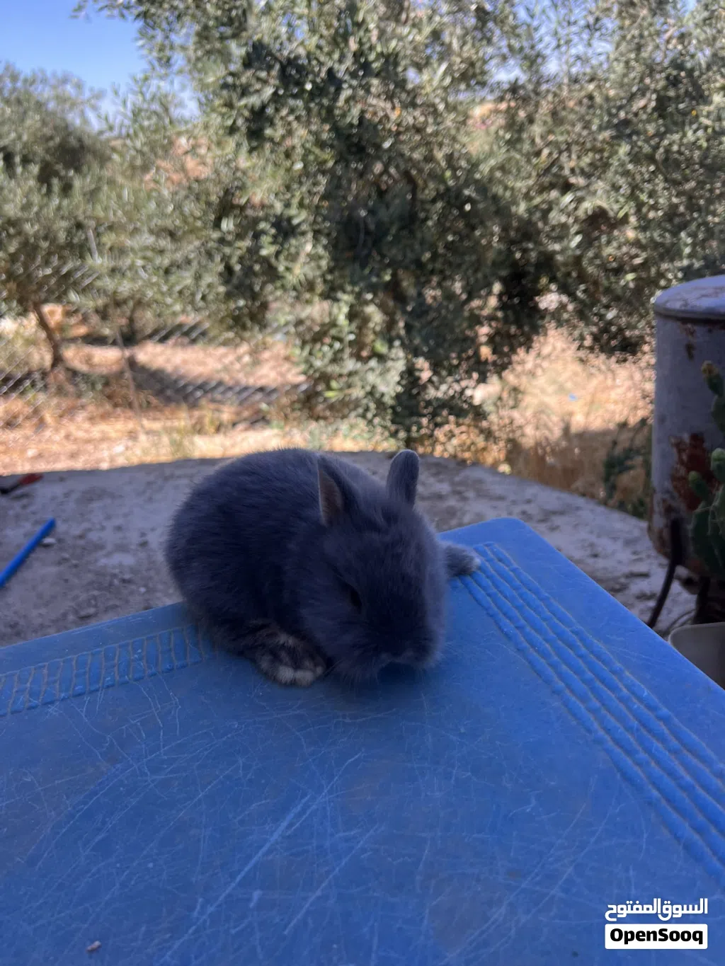 ارانب زينه مقزم وانجوارا