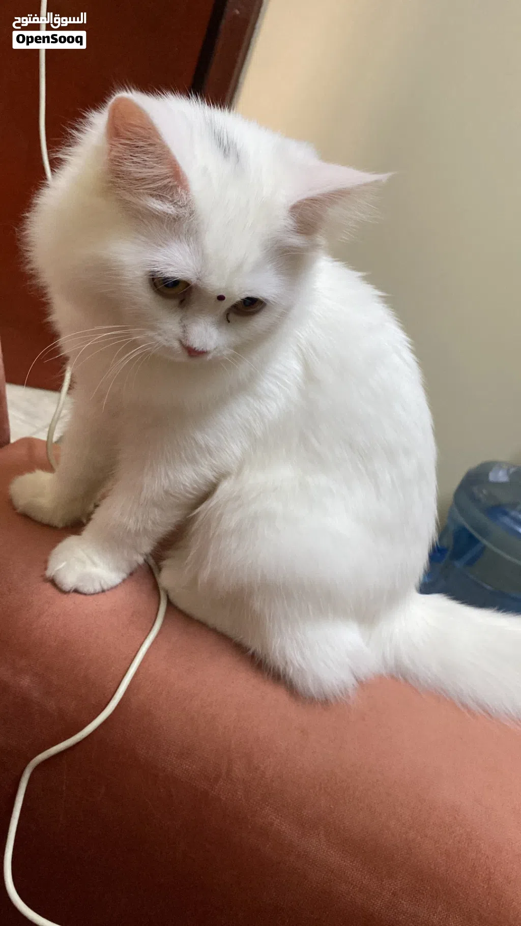Cat for Sale only 45 OMR.