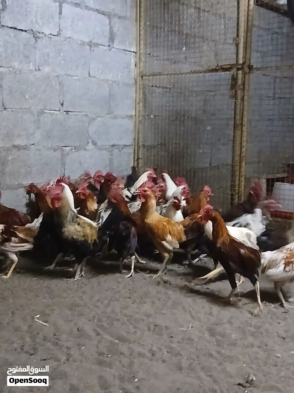 دياكه للبيع عمانيات شوف الوصف تحت
