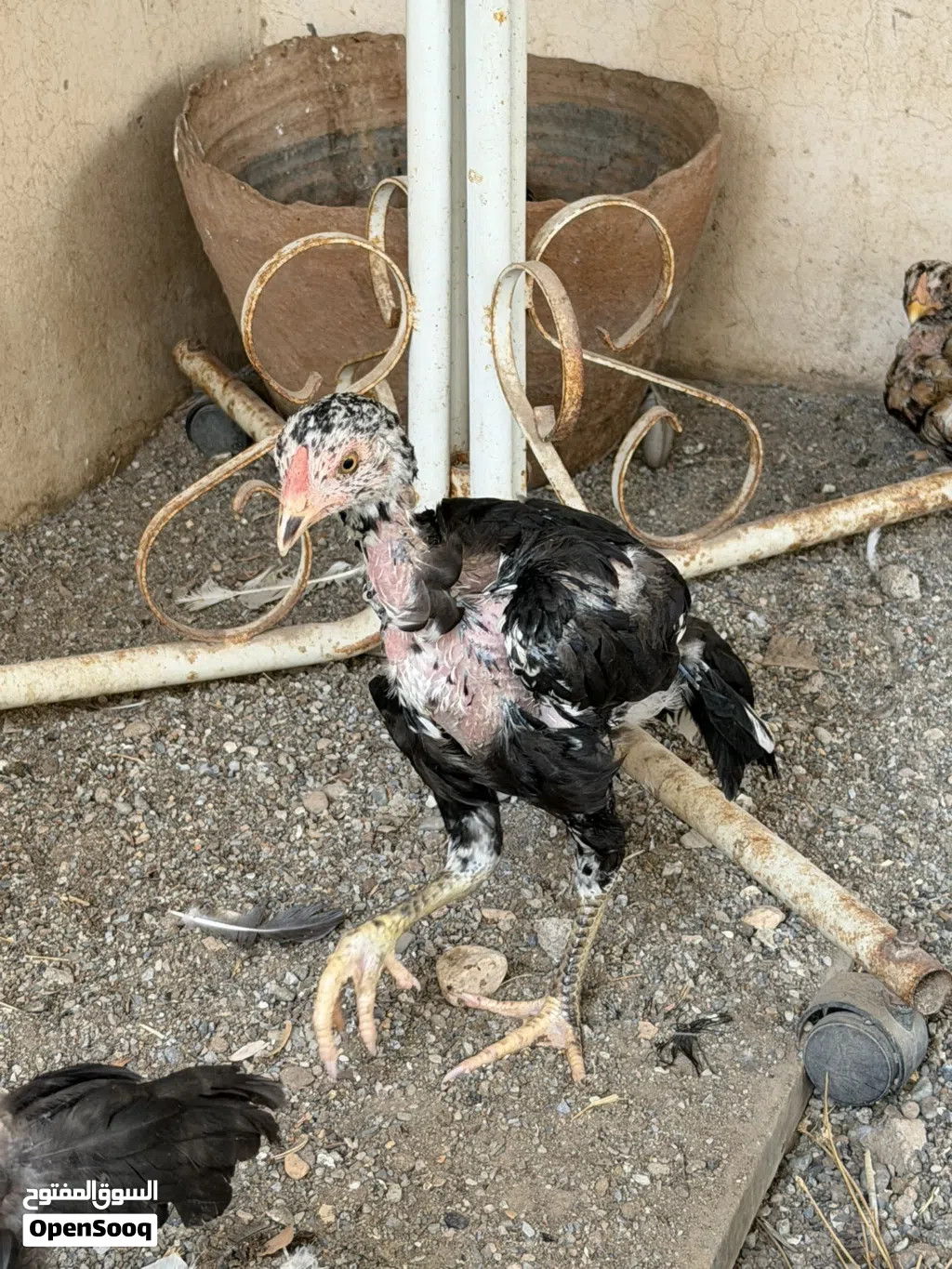بتشوات نسل ميدان