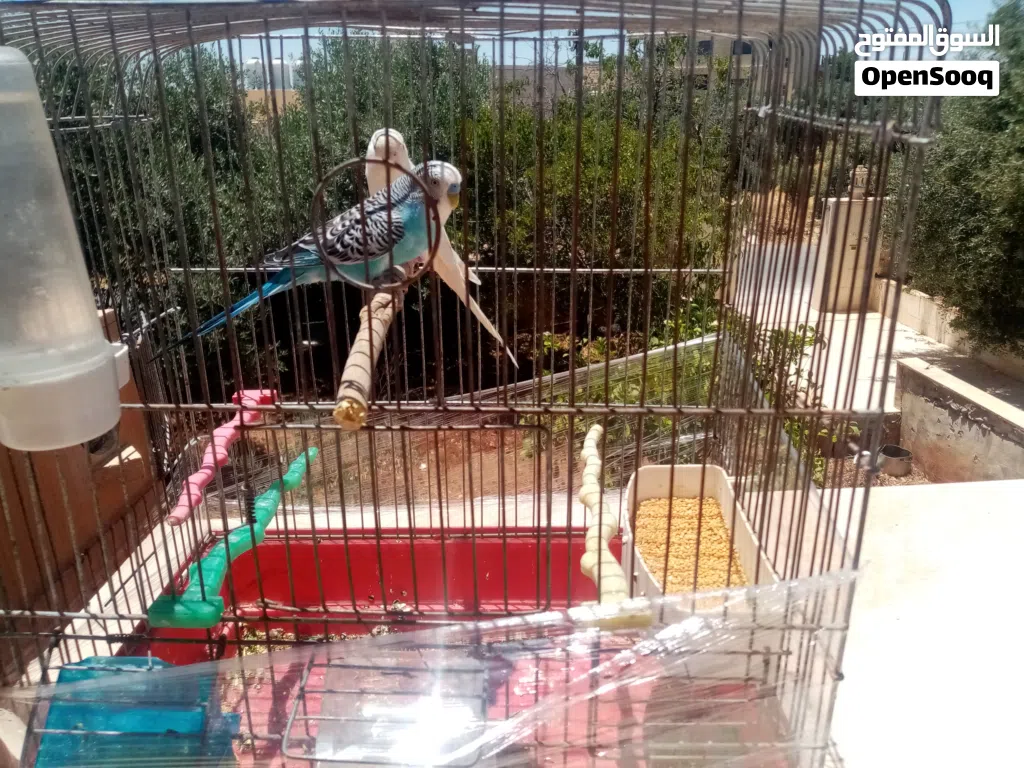 جوز طيور حب للبيع او للبدل
