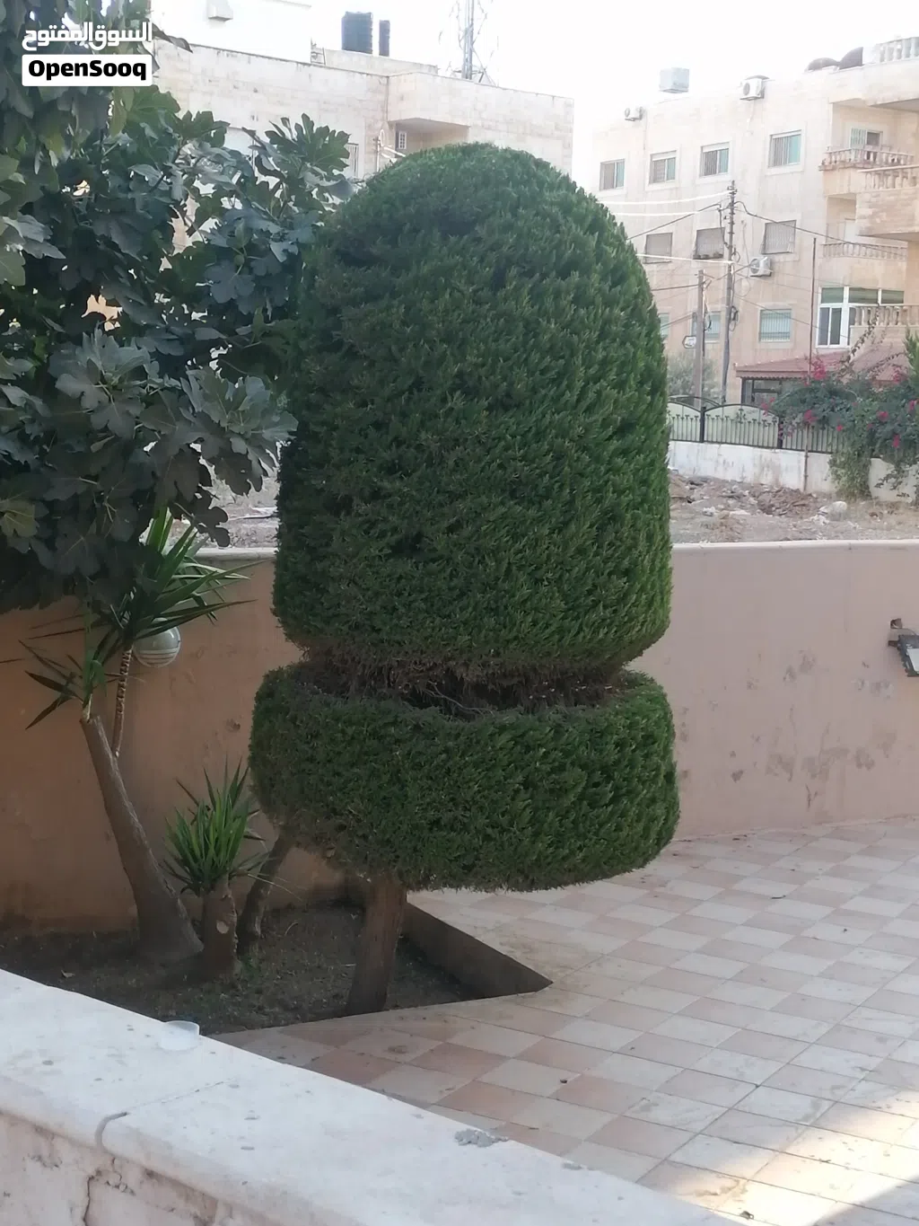 فني قص و تقليم اشجار الجولد ستار واشجار الزينه وأعمال البستنه