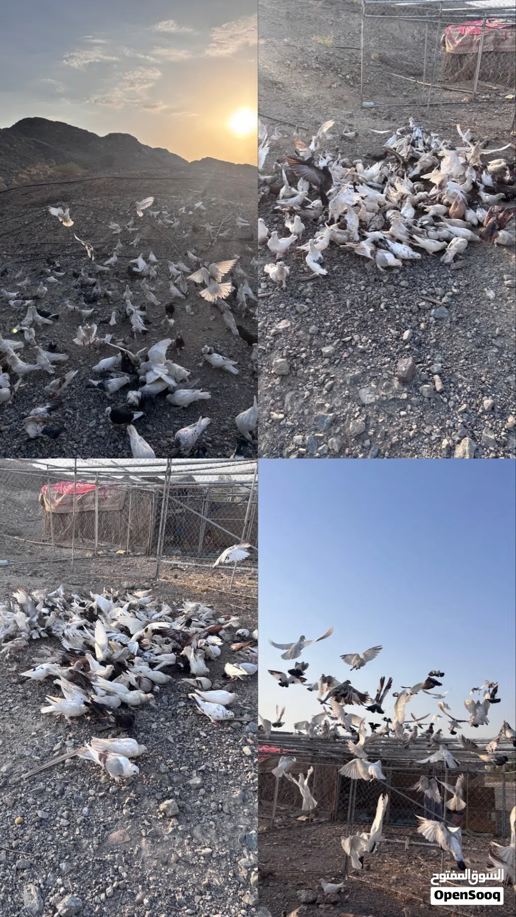 حمام للبيع شوف الواصف مهم جداااا