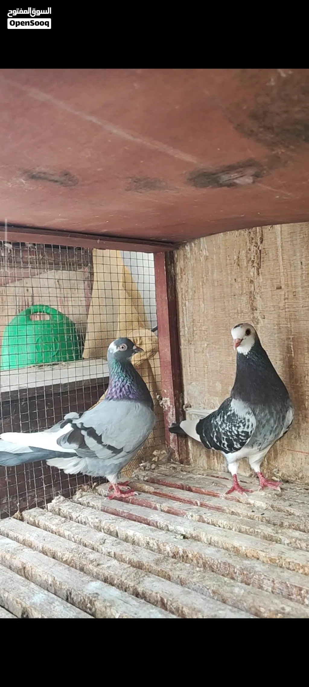 للبيع ازواج برمجهام