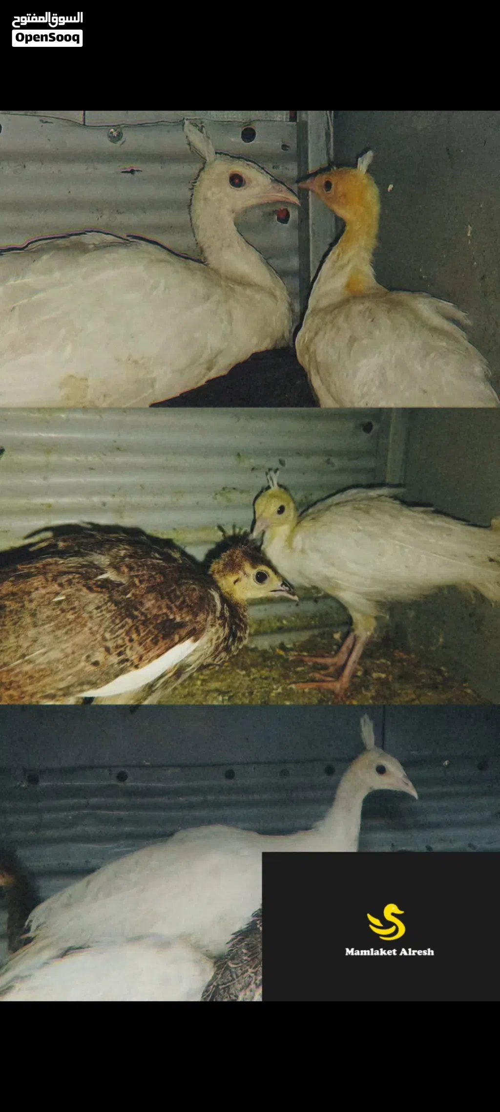 فراخ طوس مميزه