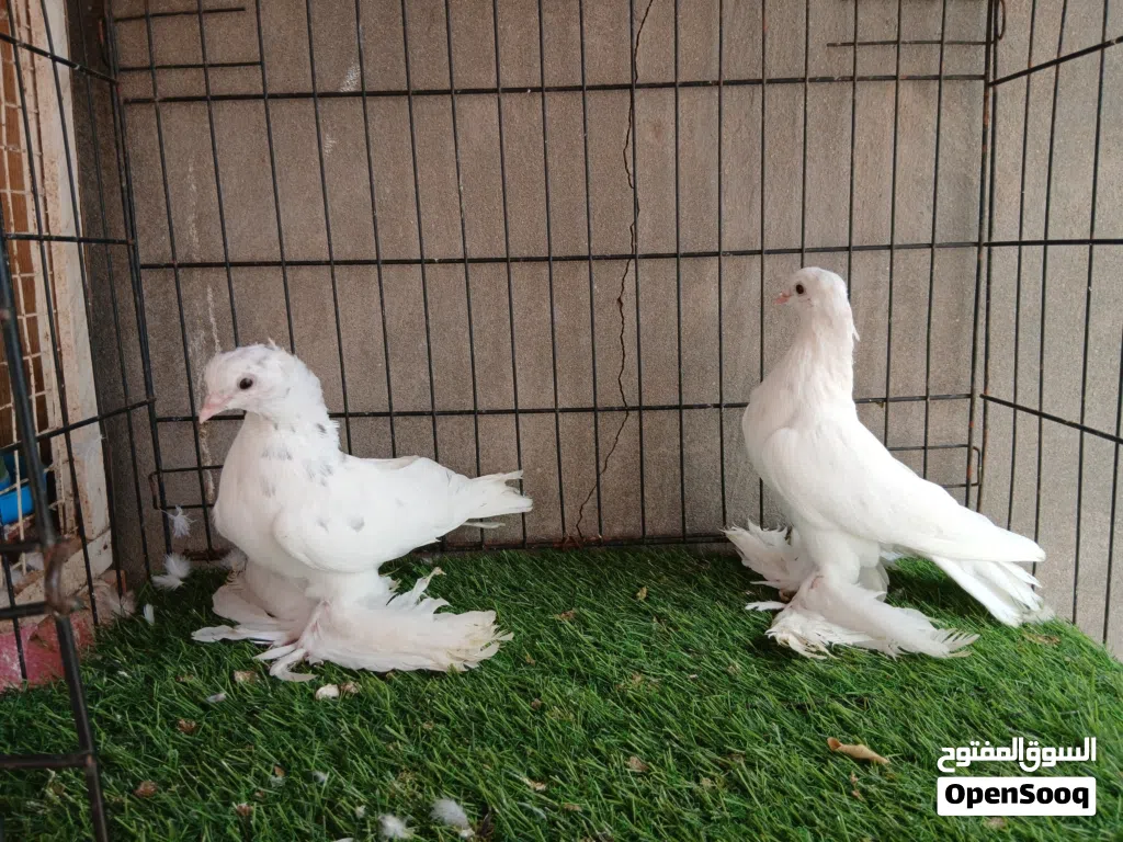 زوز كوبيات شقلاب